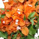 Bougainvillea "Fire Opal" - Fleur de trois couleurs - variété spéciale sur treillis - 19cm pot - env. 60cm - orange