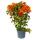Bougainvillea "Fire Opal" - Fleur de trois couleurs - variété spéciale sur treillis - 19cm pot - env. 60cm - orange
