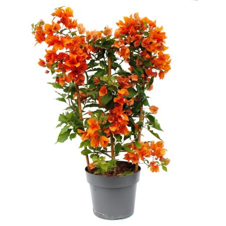Bougainvillea "Fire Opal" - Fleur de trois - variété spéciale sur treillis - 21cm Taille du pot - 75cm - rouge-rose