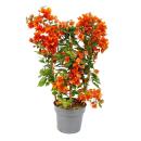 Bougainvillea "Fire Opal" - Fleur de trois -...