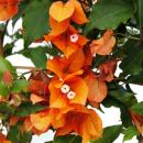 Bougainvillea "Fire Opal" - Fleur de trois - variété spéciale sur treillis - 21cm Taille du pot - 75cm - rouge-rose