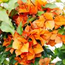 Bougainvillea "Fire Opal" - Fleur de trois - variété spéciale sur treillis - 21cm Taille du pot - 75cm - rouge-rose