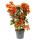 Bougainvillea "Fire Opal" - Fleur de trois - variété spéciale sur treillis - 21cm Taille du pot - 75cm - rouge-rose