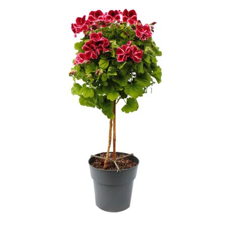 Pelargonium Grandiflorum "Chaplin" - géranium anglais - tige - 19cm pot - 60cm - rouge foncé-rose