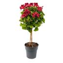Pelargonium Grandiflorum "Chaplin" -...