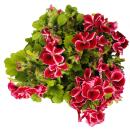Pelargonium Grandiflorum "Chaplin" - géranium anglais - tige - 19cm pot - 60cm - rouge foncé-rose