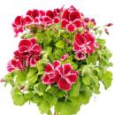 Pelargonium Grandiflorum "Chaplin" - géranium anglais - tige - 19cm pot - 60cm - rouge foncé-rose
