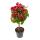 Pelargonium Grandiflorum "Chaplin" - géranium anglais - tige - 19cm pot - 60cm - rouge foncé-rose