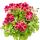 Pelargonium Grandiflorum "Chaplin" - géranium anglais - tige - 19cm pot - 60cm - rouge foncé-rose