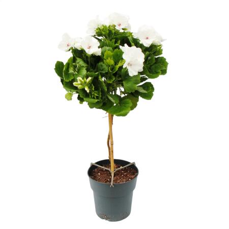 Pelargonium grandiflorum "Don Palido" - Geranium - 19cm pot - approx. 60cm - white