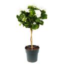 Pelargonium grandiflorum "Don Palido" -...