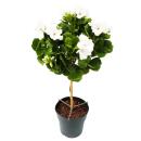 Pelargonium grandiflorum "Don Palido" - Geranium - 19cm pot - approx. 60cm - white