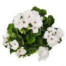 Pelargonium grandiflorum "Don Palido" - Geranium - 19cm pot - approx. 60cm - white