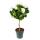 Pelargonium grandiflorum "Don Palido" - Geranium - 19cm pot - approx. 60cm - white