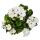Pelargonium grandiflorum "Don Palido" - Geranium - 19cm pot - approx. 60cm - white