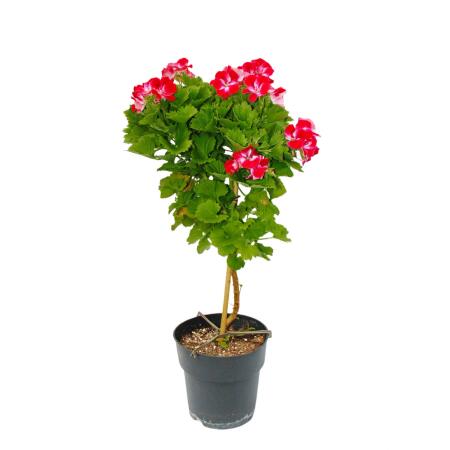 Pelargonium Grandiflorum "Swiss" - géranium anglais - tige - 19cm pot - 60cm - rouge-blanc