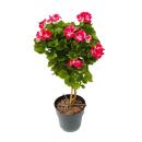 Pelargonium Grandiflorum "Swiss" -...