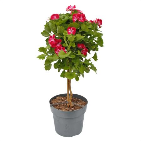 Pelargonium Grandiflorum "Swiss" - géranium anglais - tige - 24cm pot - 75cm - rouge-blanc
