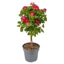 Pelargonium Grandiflorum "Swiss" -...