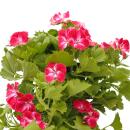 Pelargonium Grandiflorum "Swiss" -...