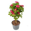Pelargonium Grandiflorum "Swiss" - géranium anglais - tige - 24cm pot - 75cm - rouge-blanc