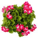 Pelargonium Grandiflorum "Swiss" - géranium anglais - tige - 24cm pot - 75cm - rouge-blanc