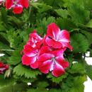Pelargonium Grandiflorum "Swiss" - géranium anglais - tige - 24cm pot - 75cm - rouge-blanc