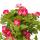 Pelargonium Grandiflorum "Swiss" - géranium anglais - tige - 24cm pot - 75cm - rouge-blanc