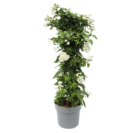 Solanum jasminoides - Sommerjasmin - 19cm Topf - ca. 75cm - weiß