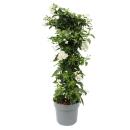 Solanum jasminoides - Sommerjasmin - 19cm Topf - ca. 75cm...