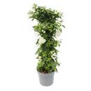 Solanum jasminoides - Sommerjasmin - 19cm Topf - ca. 75cm...
