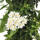 Solanum jasminoides - Sommerjasmin - 19cm Topf - ca. 75cm - weiß