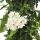 Solanum jasminoides - Sommerjasmin - 19cm Topf - ca. 75cm - weiß