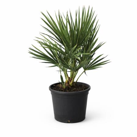 Chamaerops humilis - Winterharte Zwergpalme - 18cm Topf - ca. 40cm