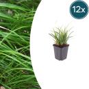Carex morrowii - Japanische Segge - 9cm Topf - 10-25cm hoch - Set mit 12 Pflanzen