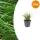Carex morrowii - Japanische Segge - 9cm Topf - 10-25cm hoch - Set mit 24 Pflanzen