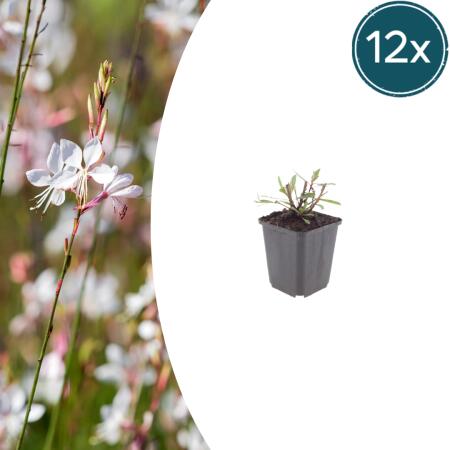 Gaura lindheimeri "Whirling Butterfly" - Gaura - 9cm pot - 10-25cm - set of 12 plants
