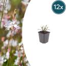 Gaura lindheimeri "Whirling Butterfly" - Gaura - 9cm pot - 10-25cm - set of 12 plants