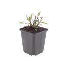 Gaura lindheimeri "Whirling Butterfly" - Gaura - 9cm pot - 10-25cm - set of 12 plants