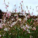 Gaura lindheimeri "Whirling Butterfly" - Gaura - 9cm pot - 10-25cm - set of 12 plants