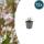 Gaura lindheimeri "Whirling Butterfly" - Gaura - 9cm pot - 10-25cm - set of 12 plants