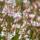 Gaura lindheimeri "Whirling Butterfly" - Gaura - 9cm pot - 10-25cm - set of 12 plants