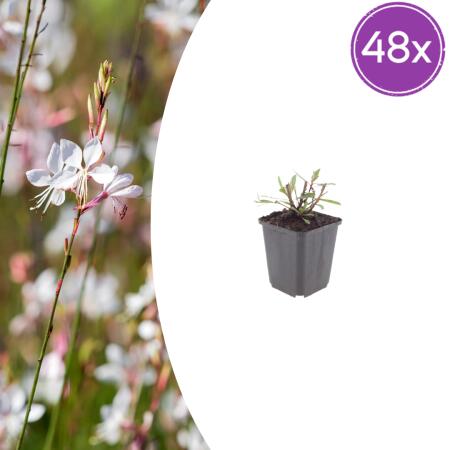 Gaura lindheimeri "Whirling Butterfly" - Prachtkerze - 9cm Topf - 10-25cm - Set mit 48 Pflanzen