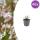 Gaura lindheimeri "Whirling Butterfly" - Prachtkerze - 9cm Topf - 10-25cm - Set mit 48 Pflanzen