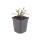 Gaura lindheimeri "Whirling Butterfly" - Prachtkerze - 9cm Topf - 10-25cm - Set mit 48 Pflanzen