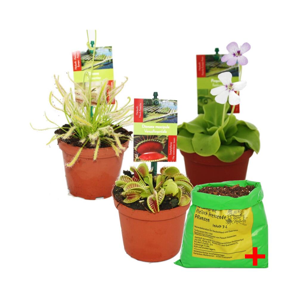 Starter Set Fleischfressende Pflanzen 3 Pflanzen + Erde Karnivore