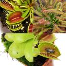 Coffret de départ plantes carnivores - 3 plantes + terre - terre carnivore