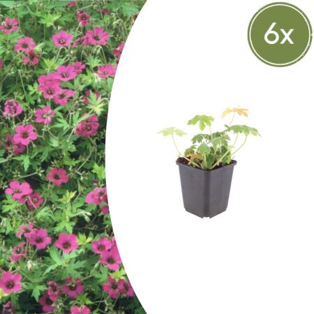 Geranium macrorrhizum "Bevans Variety" - Balkan Geranium - 9cm pot - 10-25cm - Set of 6 plants