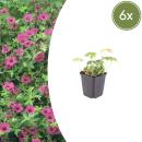 Geranium macrorrhizum "Bevans Variety" - Balkan...