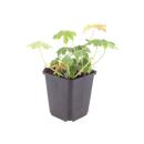 Geranium macrorrhizum "Bevans Variety" - Balkan Geranium - 9cm pot - 10-25cm - Set of 6 plants